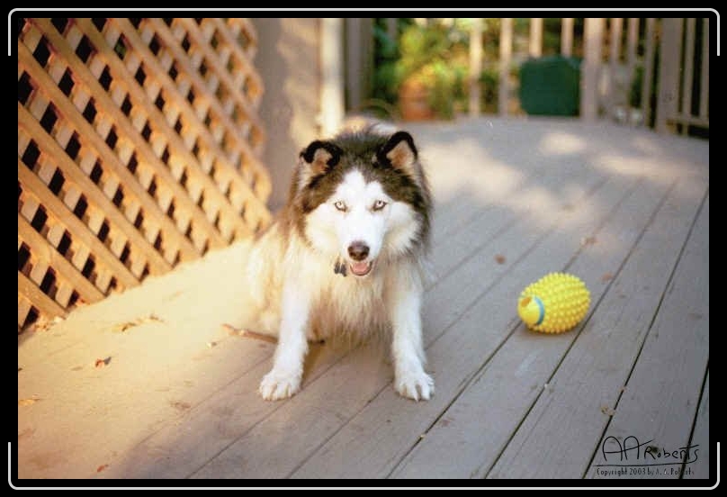 freeja2.jpg - You looking at my ball punk? I hope you're not thinking of taking my ball, cause I don't want to hurt you!